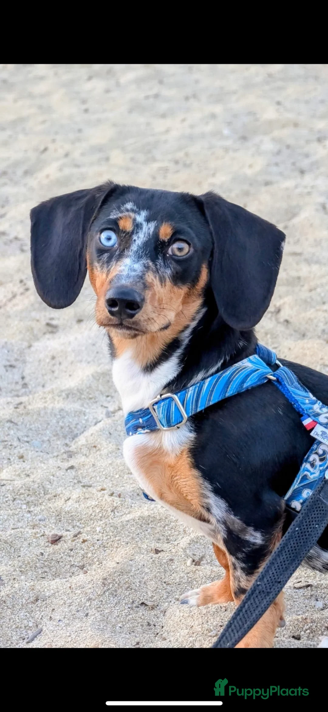 Teckel (korthaar)  honden te koop: Standaard teckel  - Advertentie 1