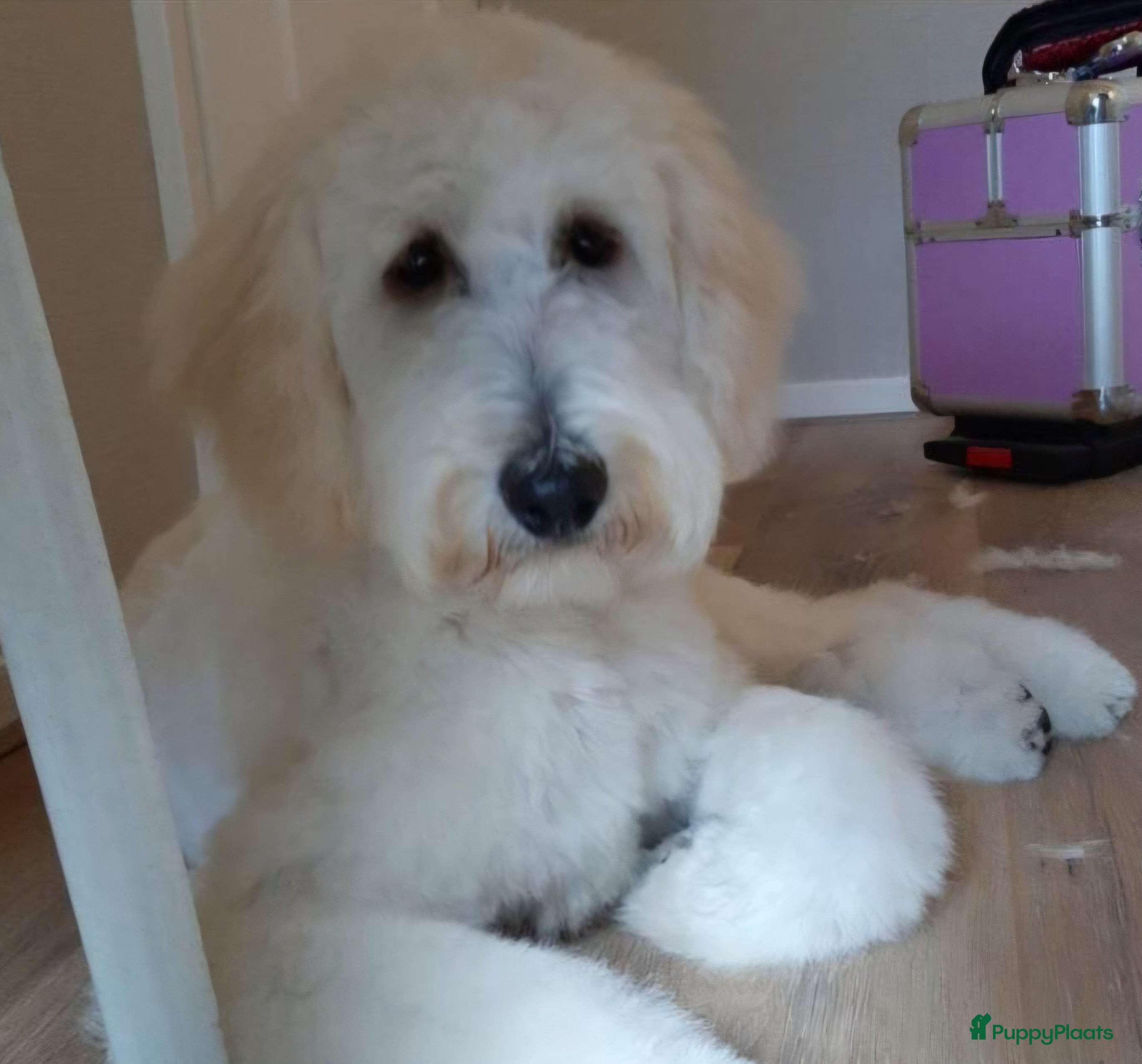 Labradoodle honden Labradoodle pups  - Advertentie 4