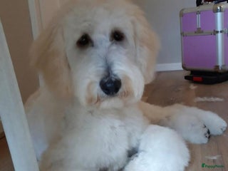 Labradoodle honden Labradoodle pups - Advertentie 12