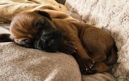 Rhodesian Ridgeback honden te koop: Rhodesian Ridgeback pups+stamboom 2reutjes 8weken  in Wierden - Afbeelding 18