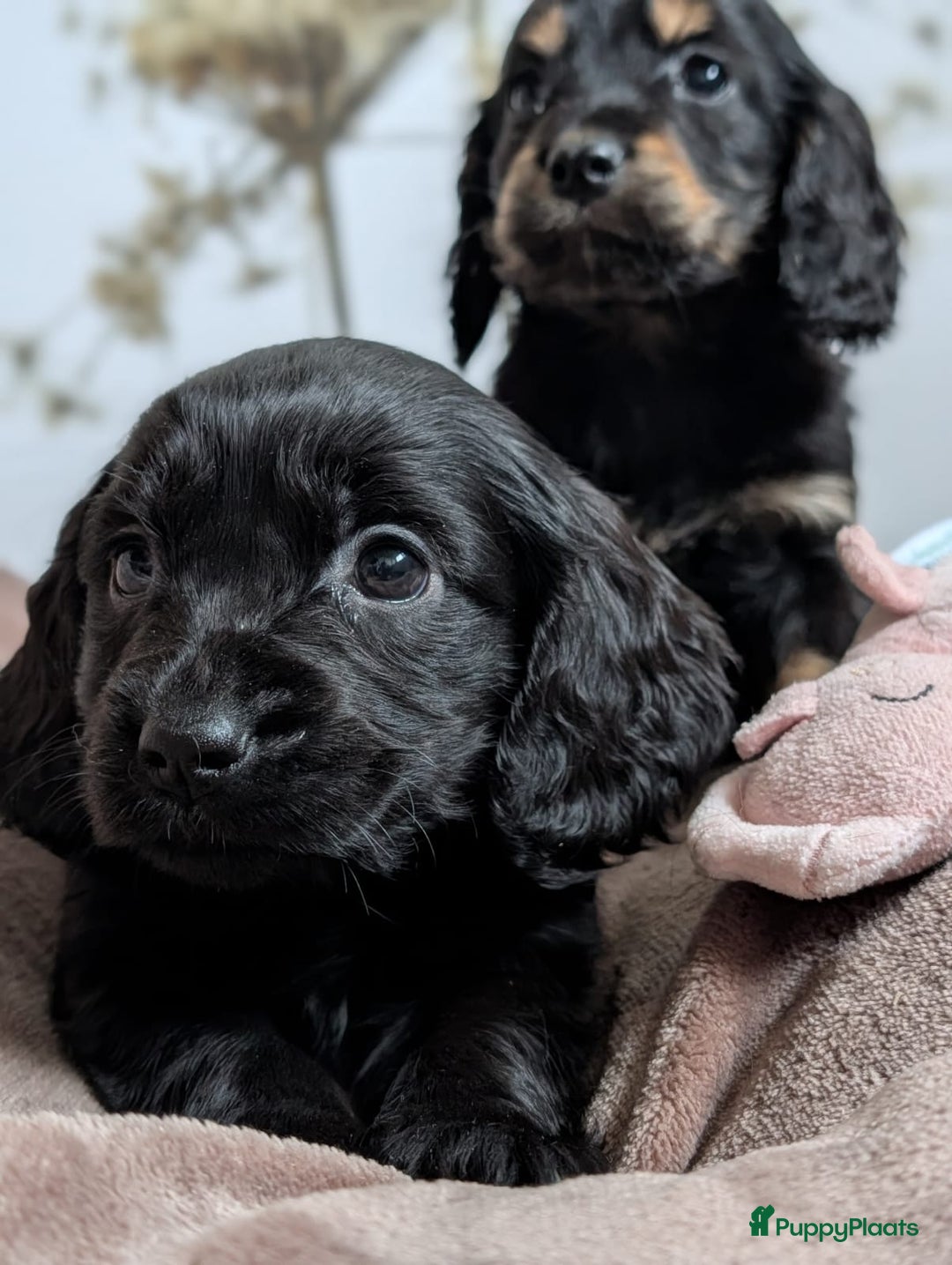 Kruising honden te koop: Kr Engelse cockerspaniel pups.Type Cockapoo - Advertentie 4