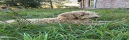 Labradoodle honden te koop: Mooie beige Labradoodle! - Advertentie 5