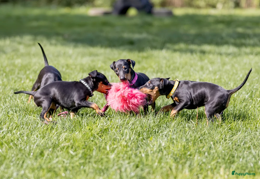 Galerij afbeelding {{count}}