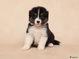 Australian Shepherd honden Wegens annuleren Australian shepherds beschikbaar - Advertentie 1