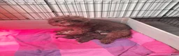 Labradoodle honden te koop: Super lieve mini labradoodle  - Advertentie 1