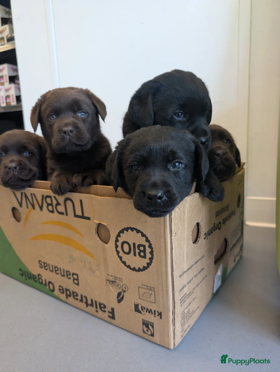 Labrador Retriever honden te koop: Prachtige labrador pups!  in Tienhoven - Advertentie 13