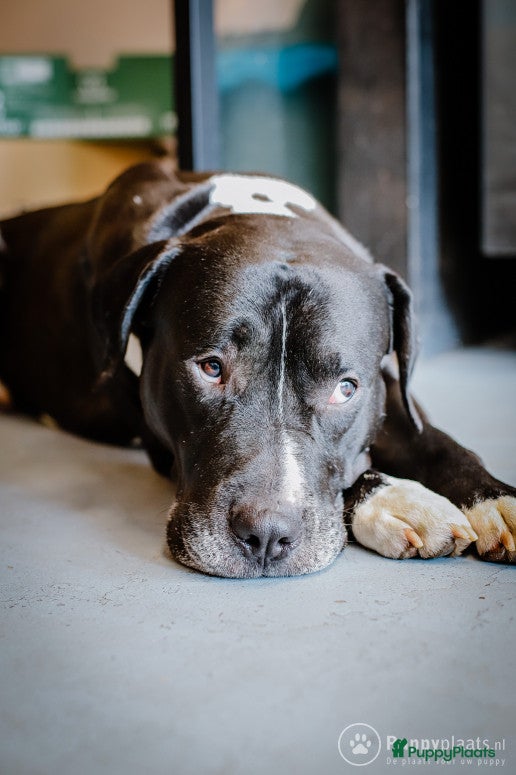Kruising honden Prachtige stevige Pitbull/Argentijnse dog met zacht karakter aangeboden voor dekking in Rotterdam - Advertentie 2