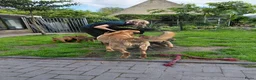 Kruising honden te koop: Rottweiler x moskovitische waakhond in De Westereen - Advertentie 8