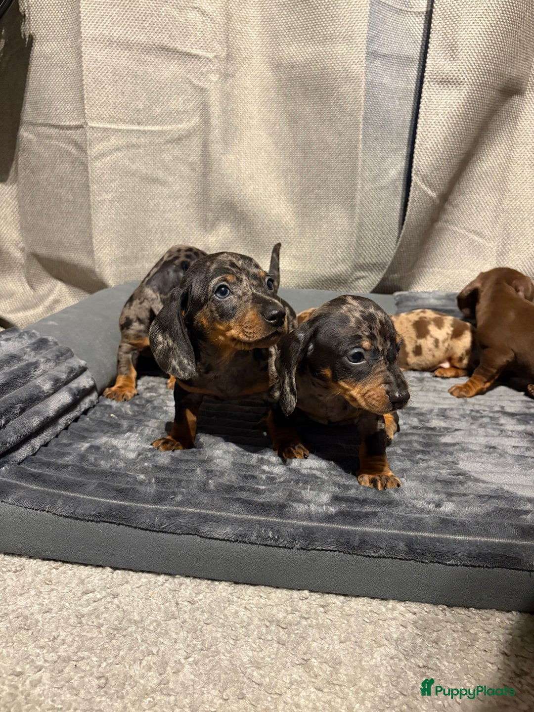 Teckel (korthaar)  honden te koop: Teckel pups opzoek naar gouden mandje. - Advertentie 14