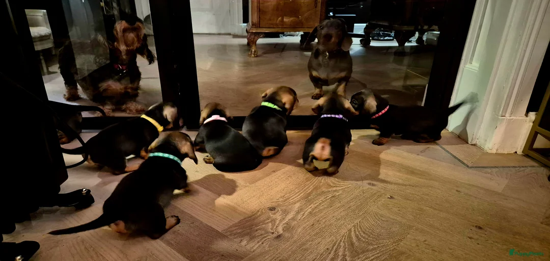 Galerij afbeelding {{count}}