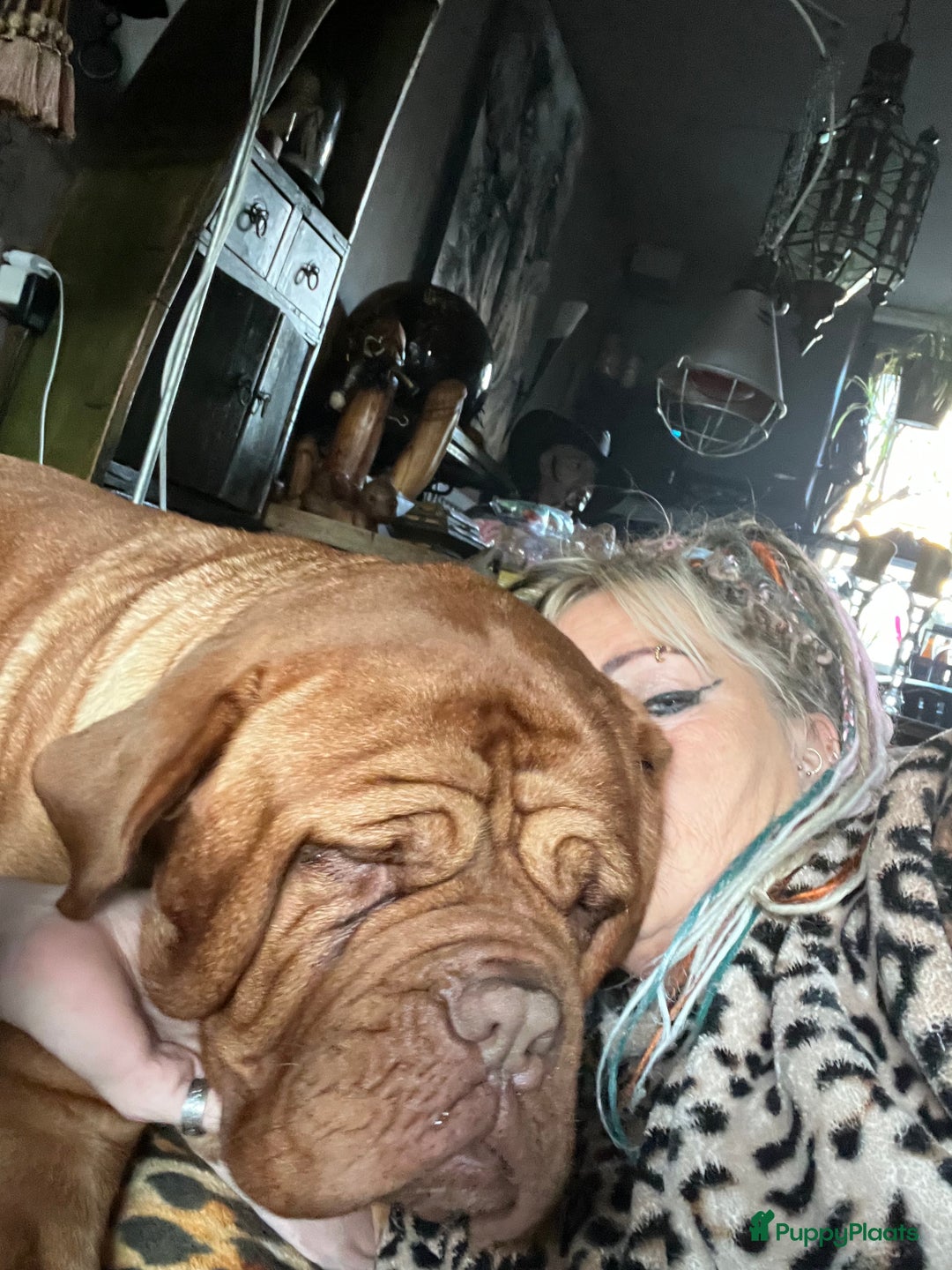 Bordeaux Dog honden te koop: Bordeauxdog puppy’s te koop in Lekkerkerk - Afbeelding 29
