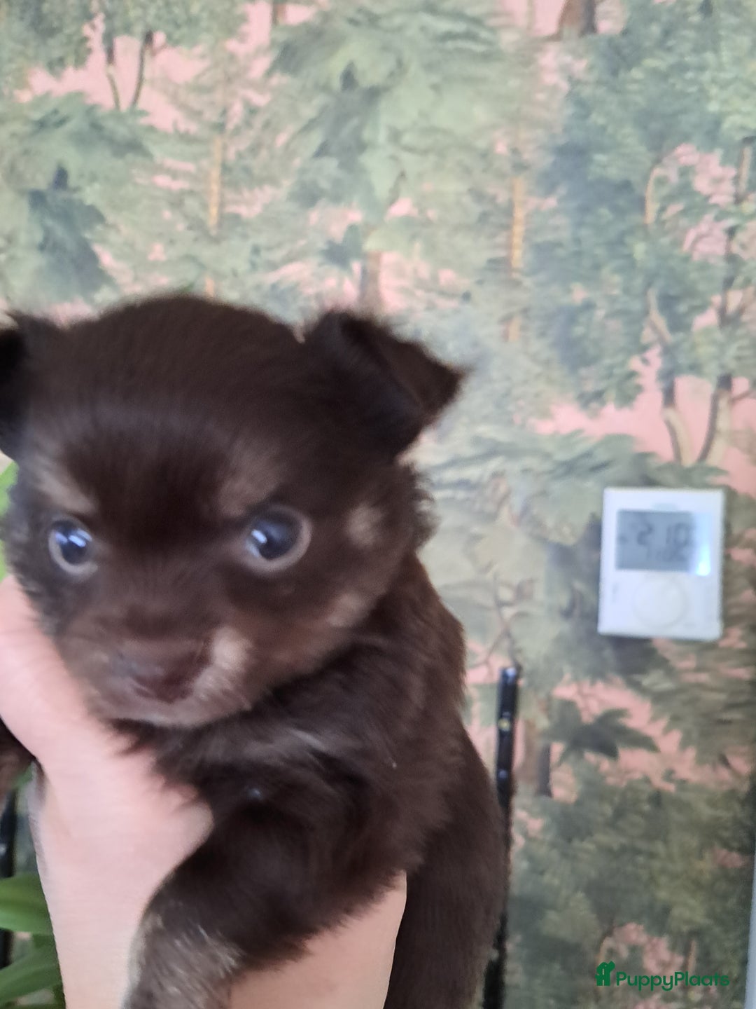 Chihuahua honden te koop: Superleuk nestje chihuahua pupjes van 3 - Advertentie 8