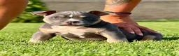 Amerikaanse Bully honden te koop: American bully pocket - Advertentie 7