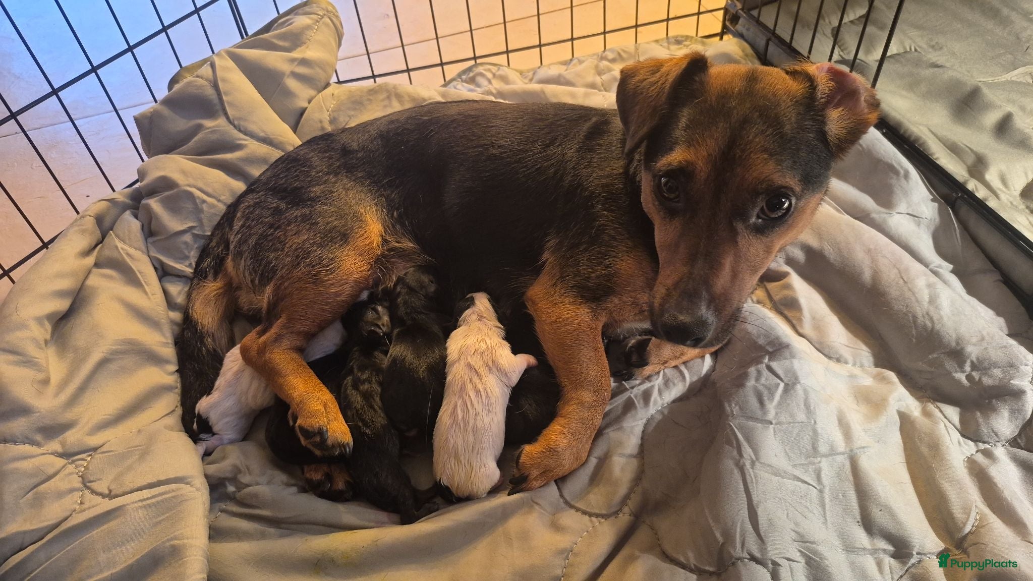 Jack Russel Terriër honden De mooiste en liefste Jack Russel puppy's.  - Advertentie 1