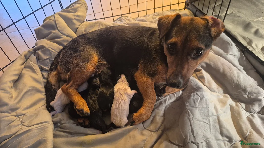 Jack Russel Terriër honden te koop: De mooiste en liefste Jack Russel puppy's.  - Advertentie 1