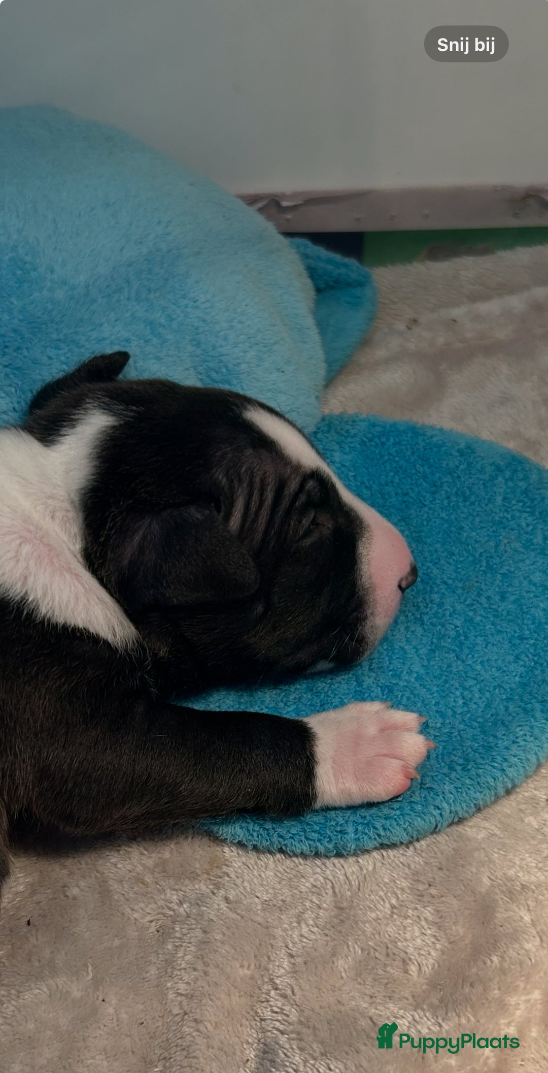 Bull Terriër honden te koop: Mini bull terriër met stamboom raad van beheer  - Advertentie 4