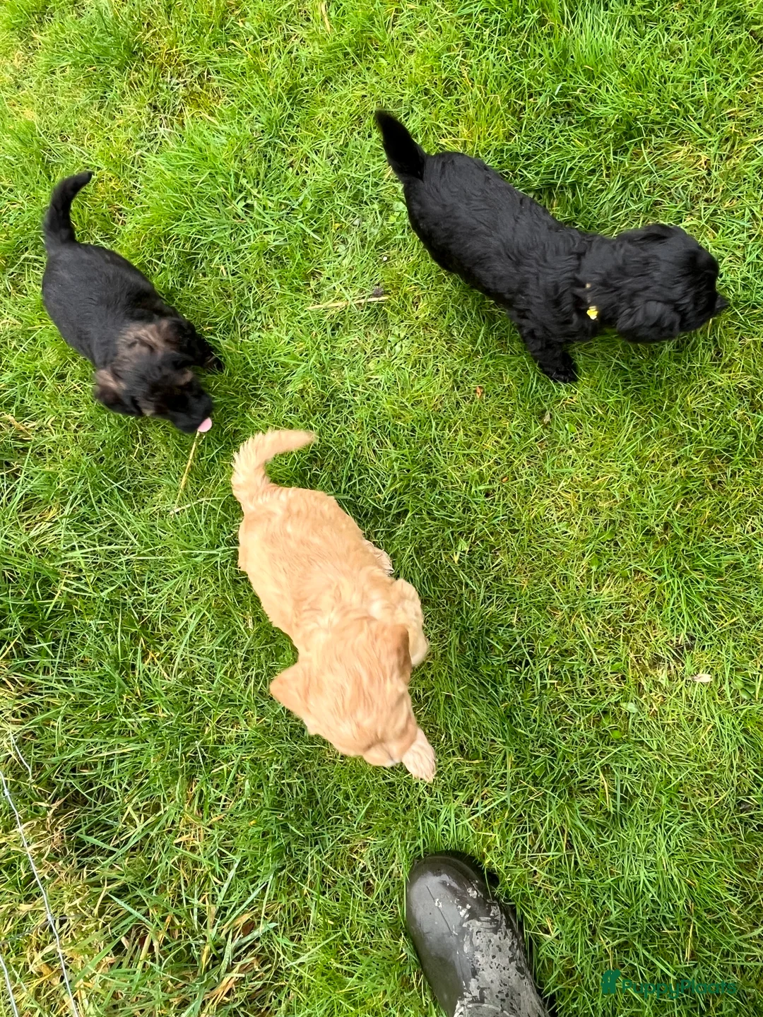 Kruising honden te koop: Te koop drie labradoodles - Advertentie 1