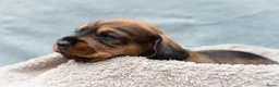 Ruwhaar Teckel honden te koop: Prachtige Ruwharige Teckel pups - Advertentie 12