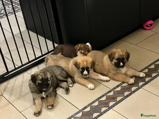 Kruising honden 🐾 Lieve, sociale pups zoeken hun gouden mandje 🐾 - Advertentie 2