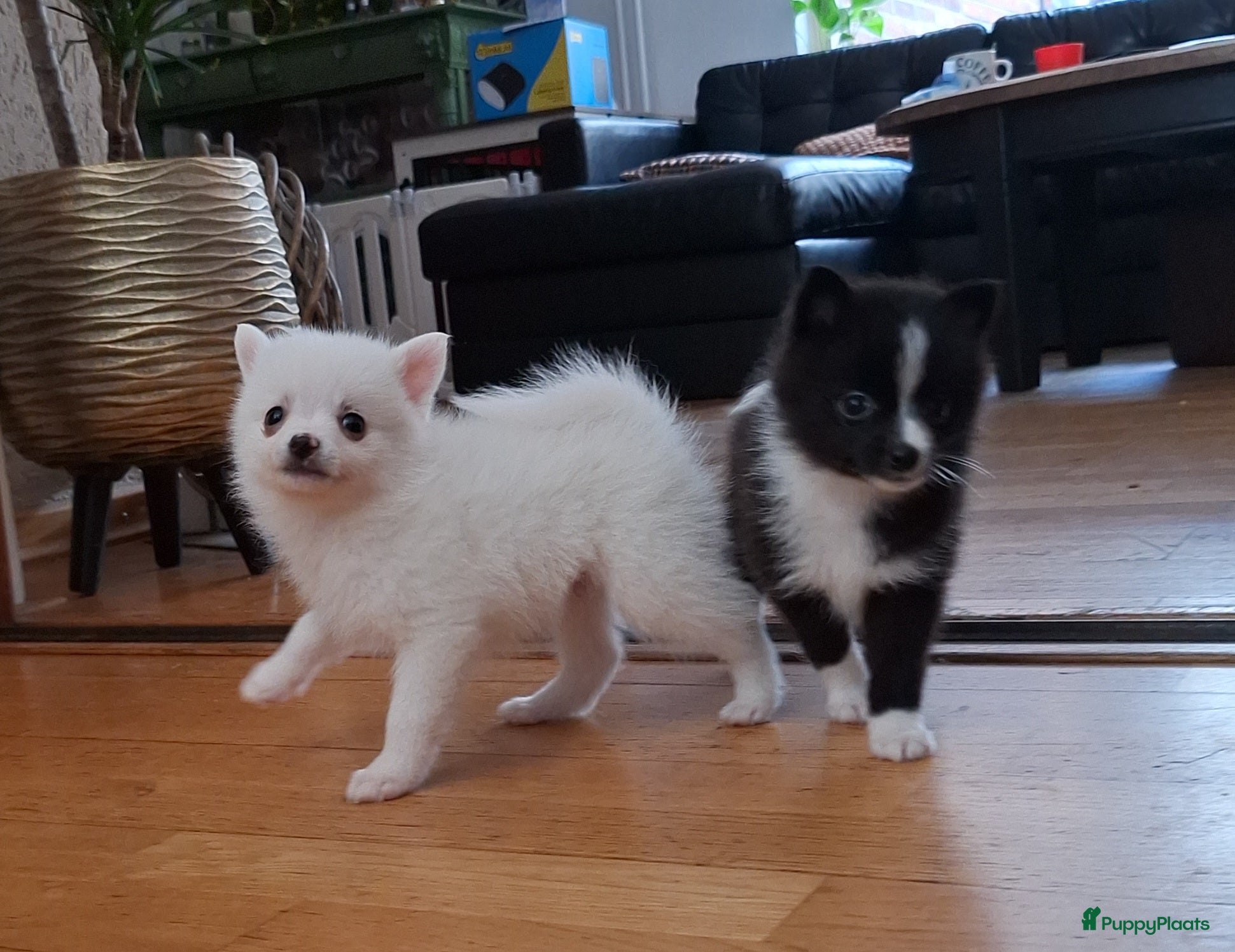 Pomsky honden te koop: Prins 💙 F3b pomsky puppy  - Advertentie 3