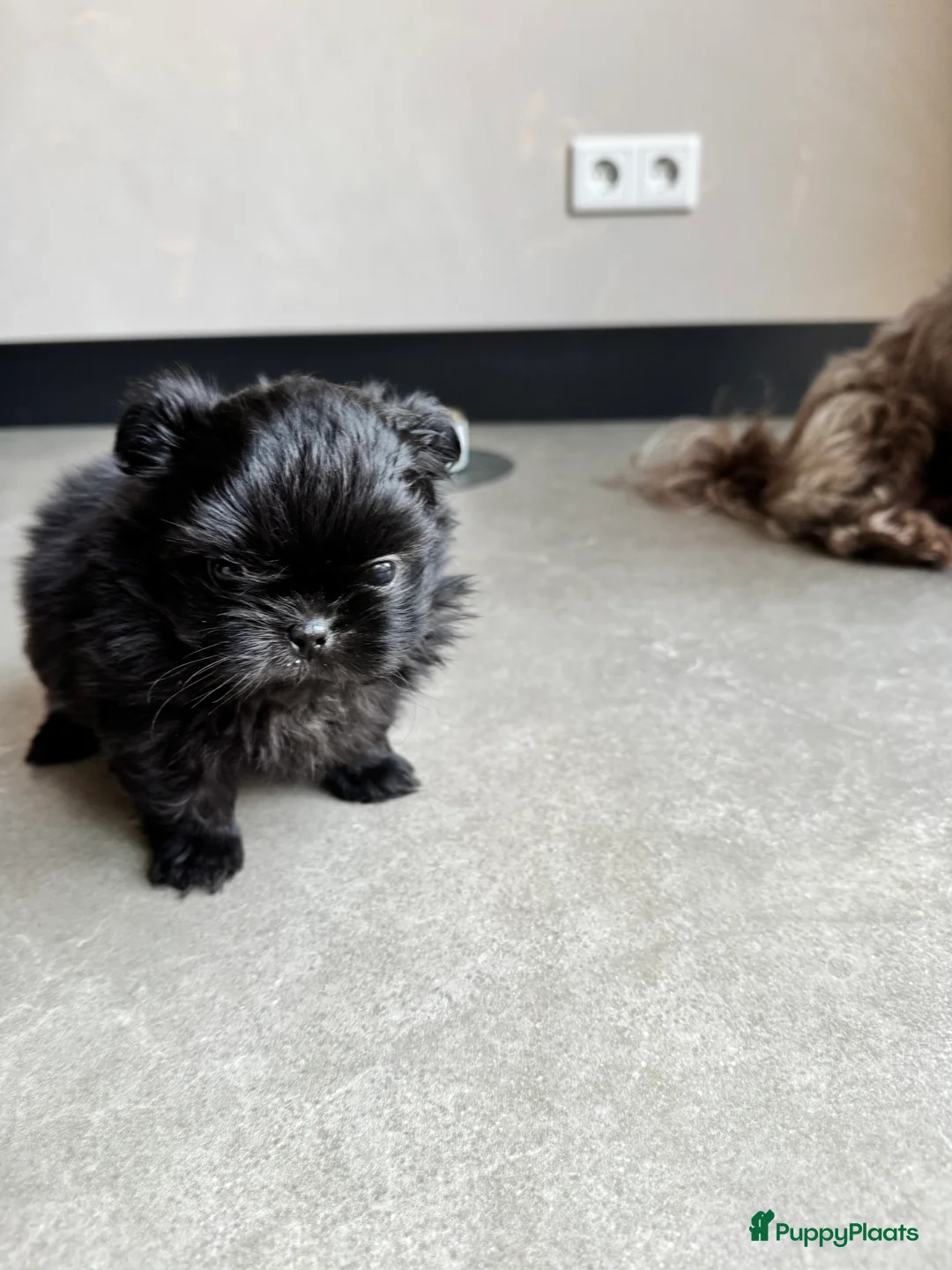 Kruising honden te koop: Mooie Shih tzu x pomeriaan pups in Zwolle - Advertentie 5