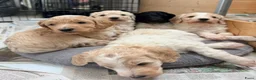 Goldendoodle honden te koop: Exclusieve Goldendoodle puppy’s large formaat in Diepenheim - Advertentie 6