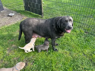 Labrador Retriever honden Charcoal en blonde labrador - Advertentie 12