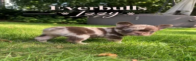 Franse Bulldog 3