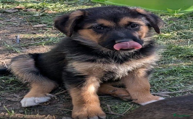 Kruising honden Anna wie geeft deze meid een forever home  - Advertentie 5