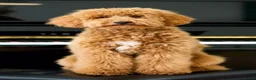 Cockapoo honden te koop: Cockapoo F1b huiselijke kring geteste ouders - Advertentie 3