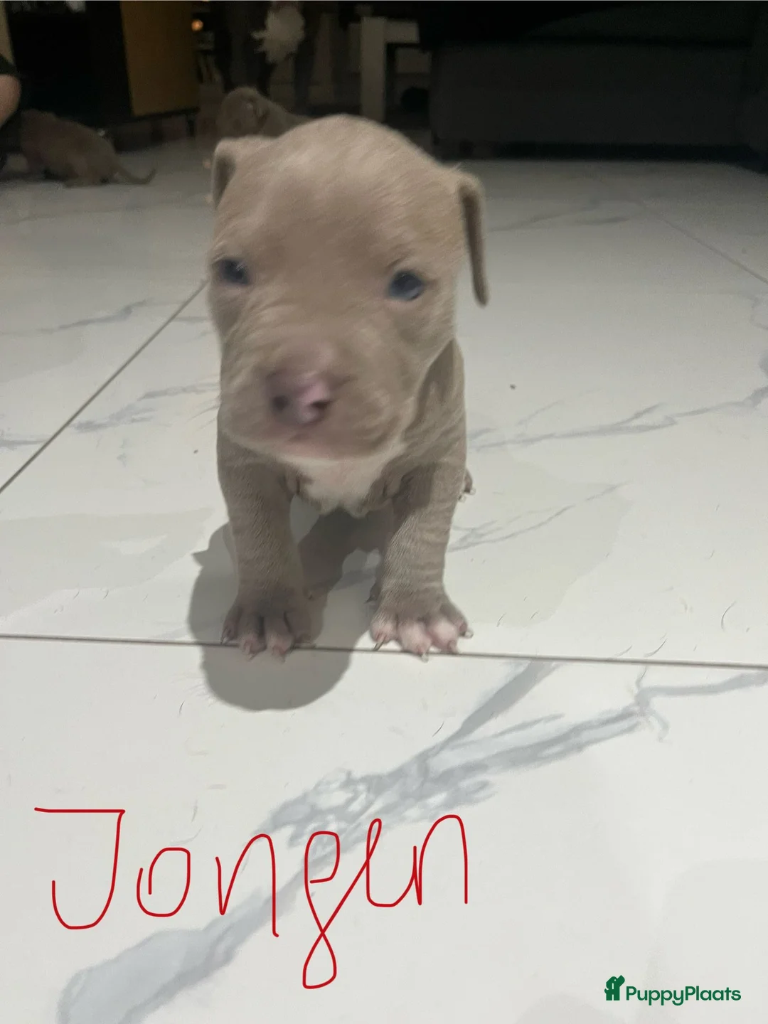 Amerikaanse Bully honden te koop: American Bully pup  - Advertentie 4