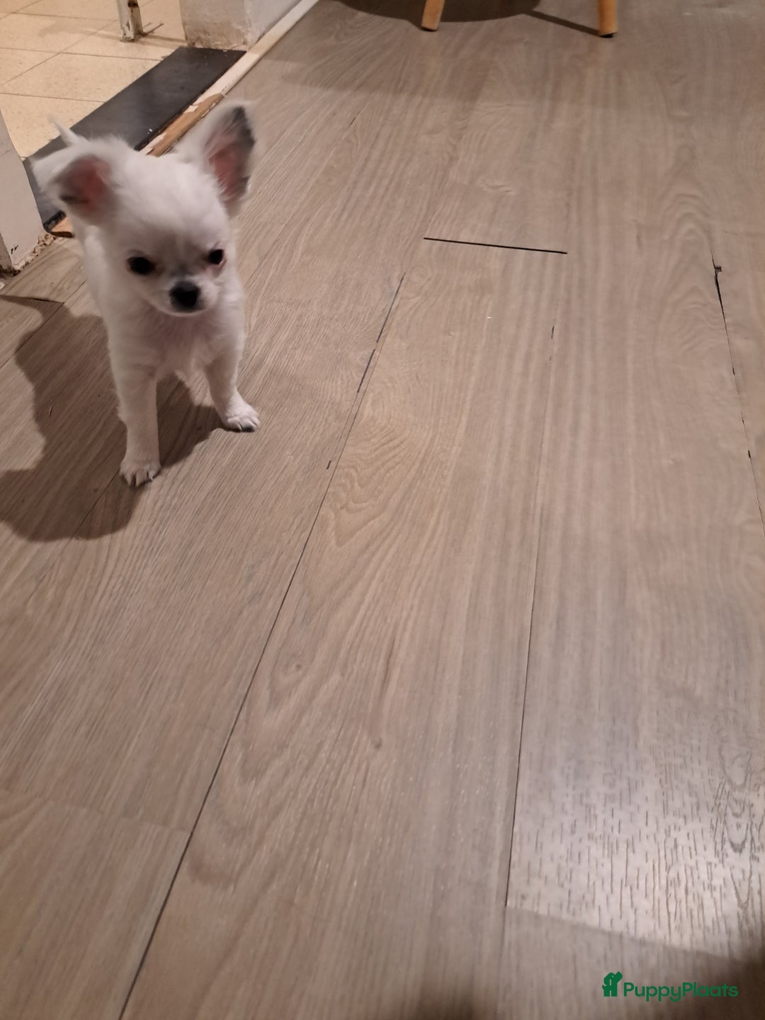 Chihuahua honden te koop: Mooi nestje chihuahua pups - Advertentie 11