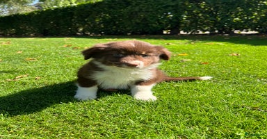 Kruising honden - Advertentie 2