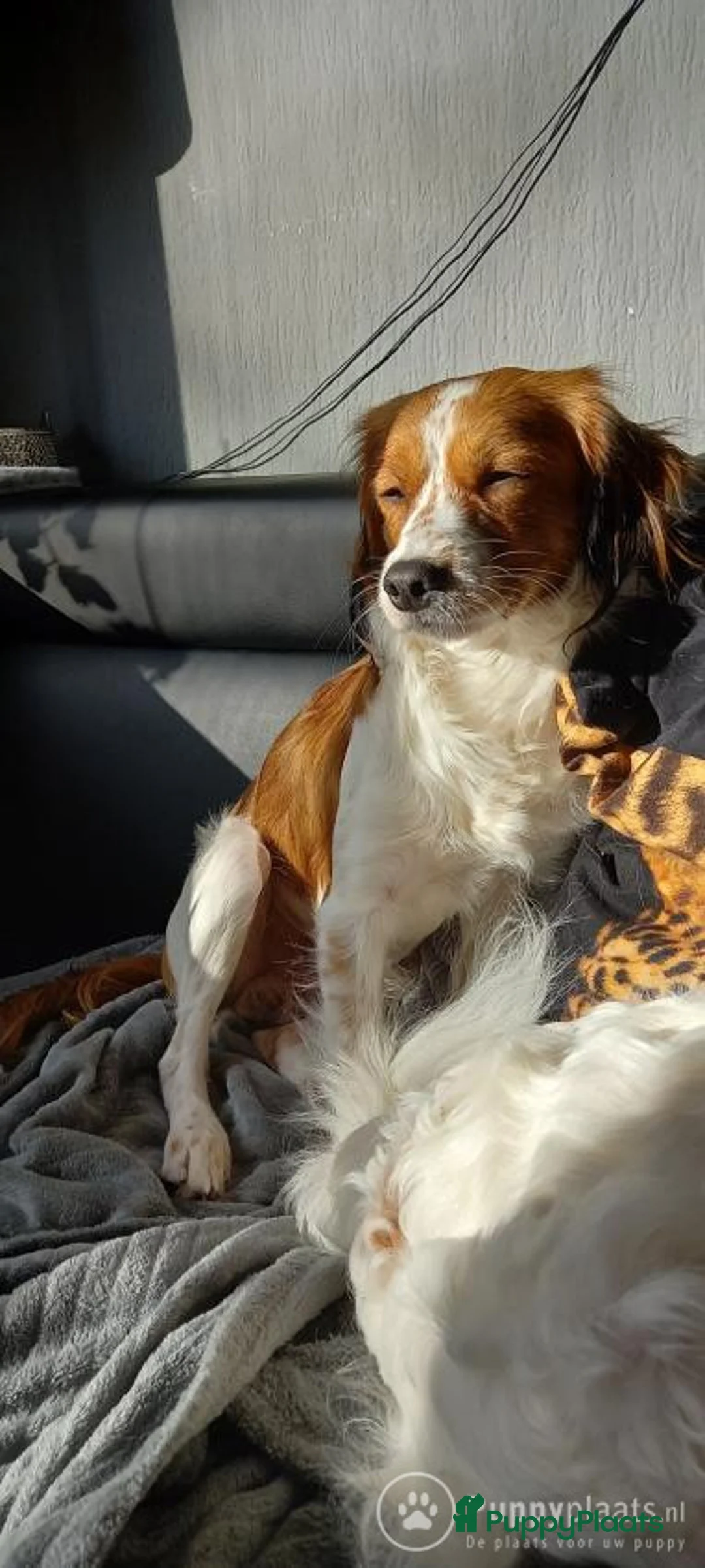 Kooikerhondje honden ter dekking: Kooiker dekreu aangeboden in Sumar - Advertentie 4
