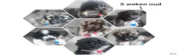 Kruising honden te koop: Kleine poedel kruising reu - Advertentie 3