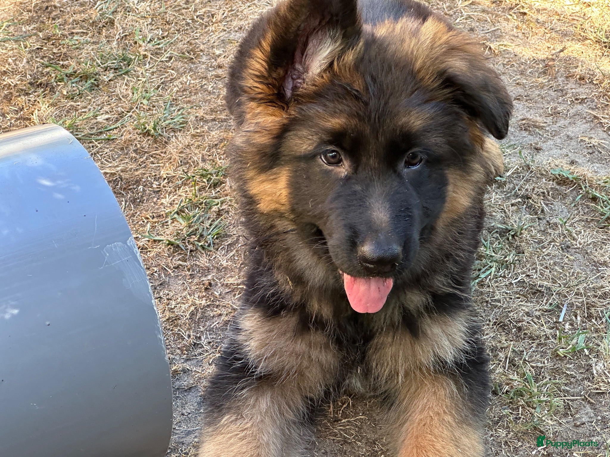 Duitse Herder honden Duitse herder puppy’s - Advertentie 4