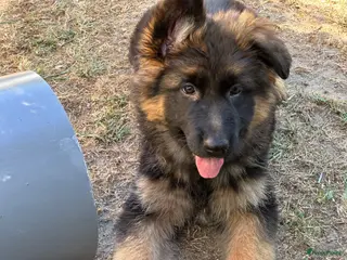 Duitse Herder honden Duitse herder puppy’s - Advertentie 4