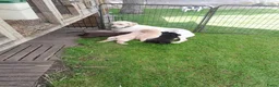 Labrador Retriever honden te koop: Labrador pups te koop in Terschuur - Advertentie 6