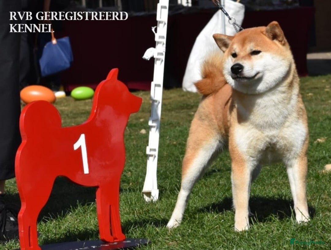 Galerij afbeelding {{count}}