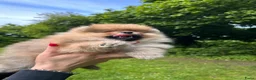 Pomeriaan honden te koop: 🌺Pomeranian🌺 - Advertentie 24