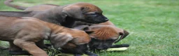 Rhodesian Ridgeback honden te koop: Prachtige Rhodesian Ridgeback pups met stamboom - Advertentie 2