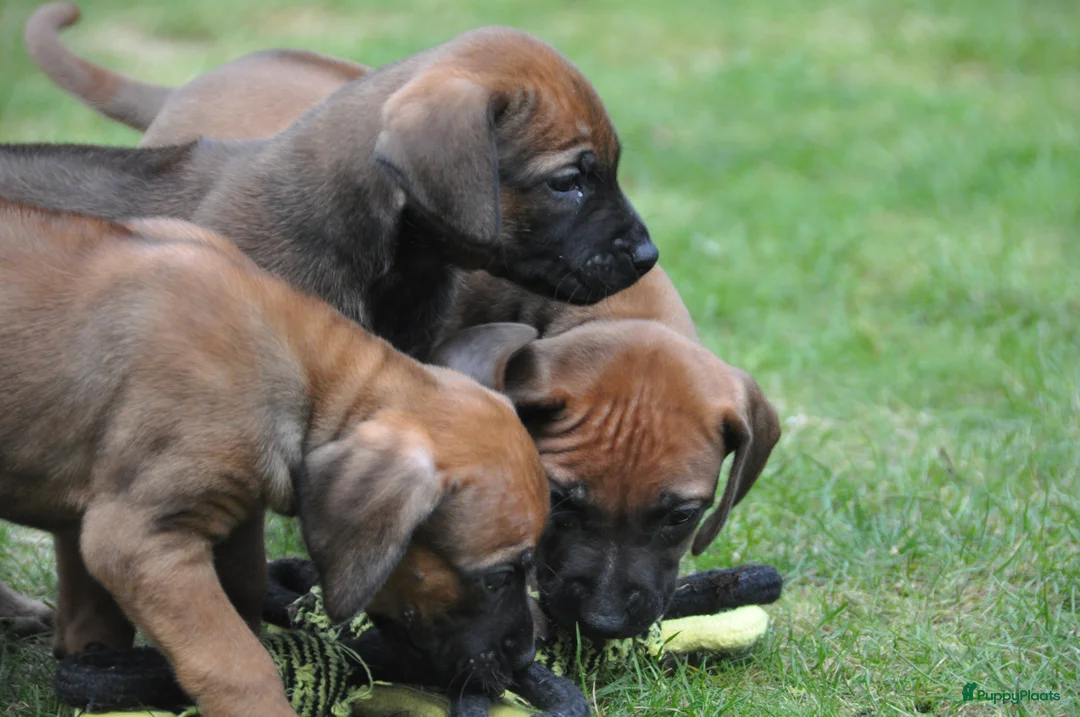 Rhodesian Ridgeback honden te koop: Prachtige Rhodesian Ridgeback pups met stamboom - Advertentie 2