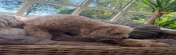 Labradoodle honden te koop: Mini Labradoodle  - Advertentie 6