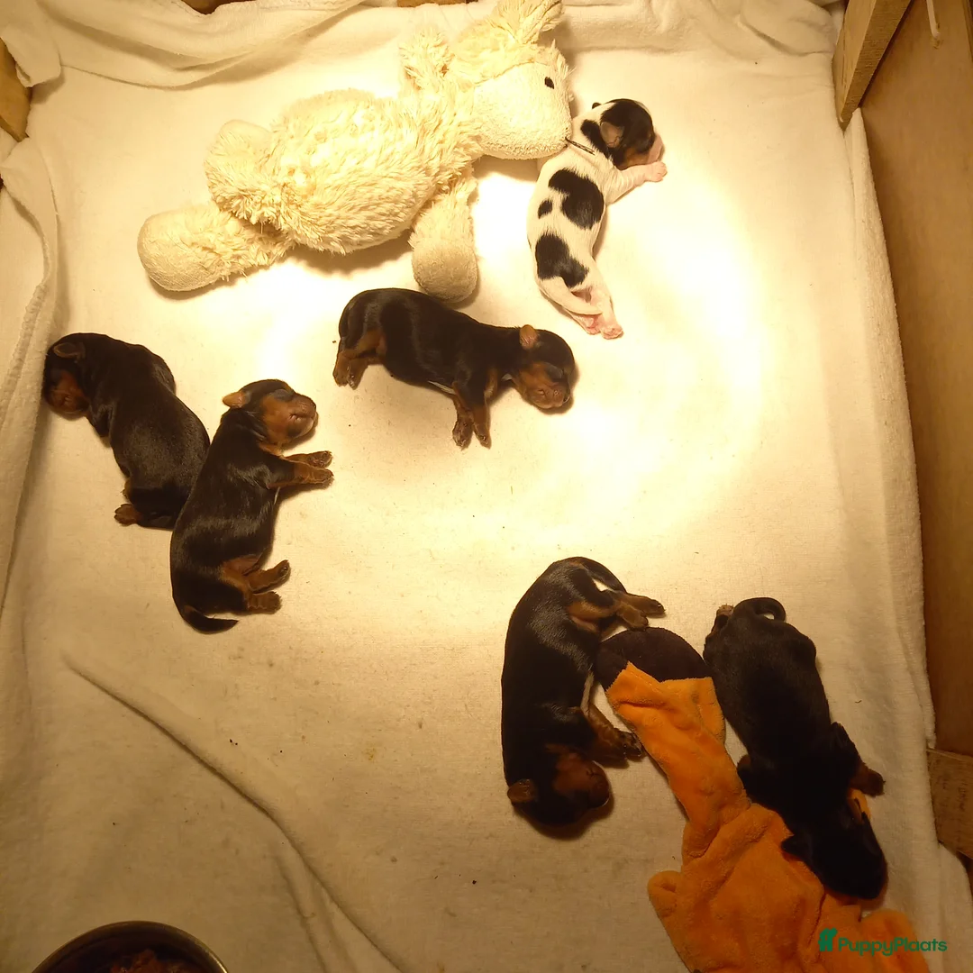 Biewer Terrier honden te koop: Biewer Terriër pups in Lievelde - Advertentie 2