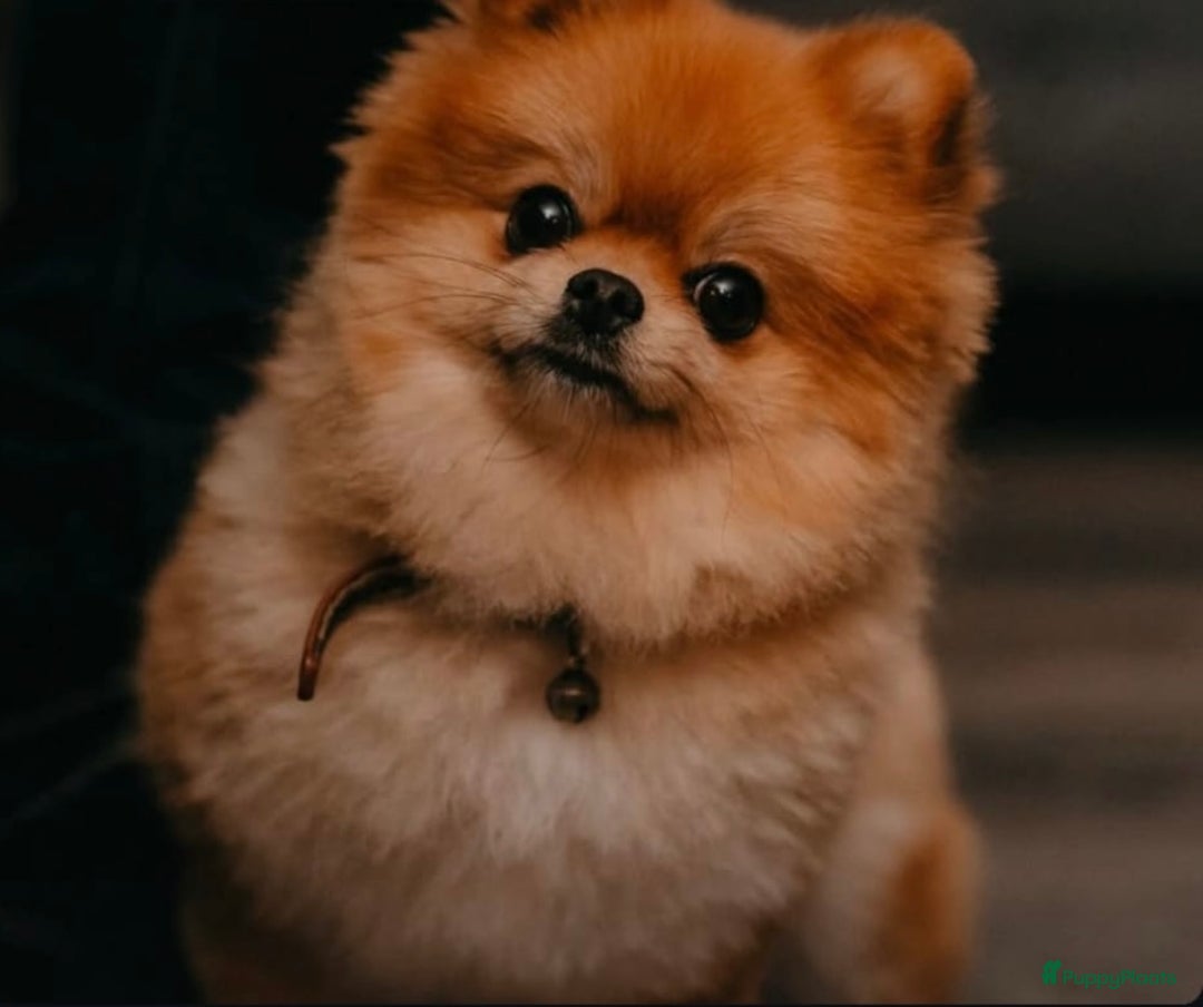 Pomeriaan honden te koop: 3 schattige Pomeriaan pups orange sable 5 wk - Advertentie 2