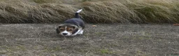 Beagle honden te koop: Prachtige Beagle pups met stamboom ! - Advertentie 2