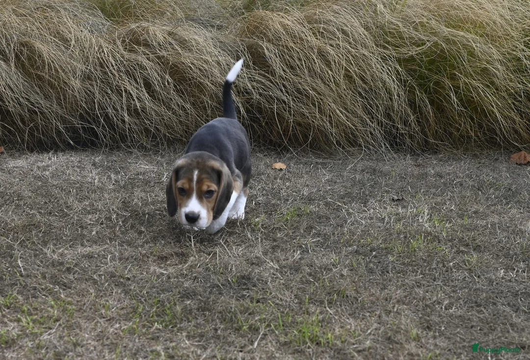 Beagle honden te koop: Prachtige Beagle pups met stamboom ! - Advertentie 2