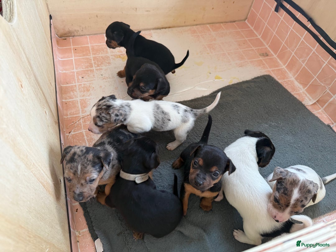 Jack Russel Terriër honden te koop: Jack russel pups - Advertentie 6