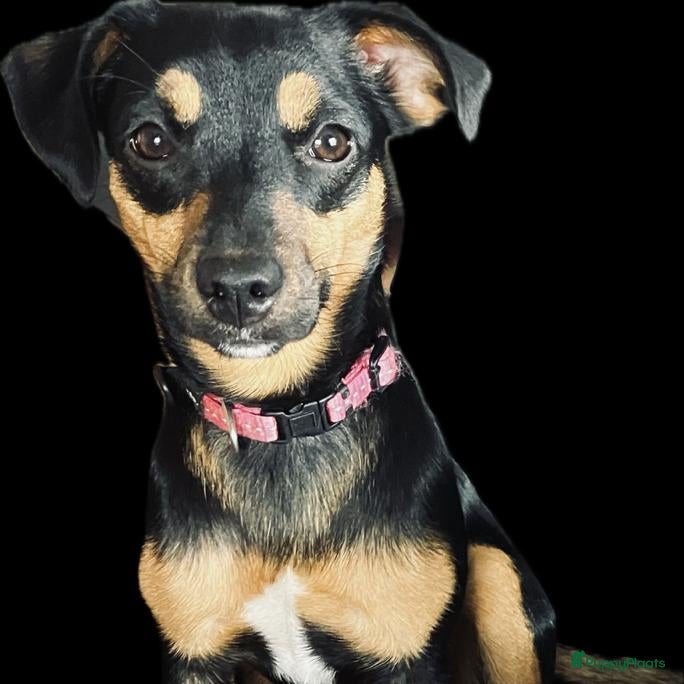 Jack Russel Terriër honden Nestaankondiging | Jack Russell pups - Advertentie 1