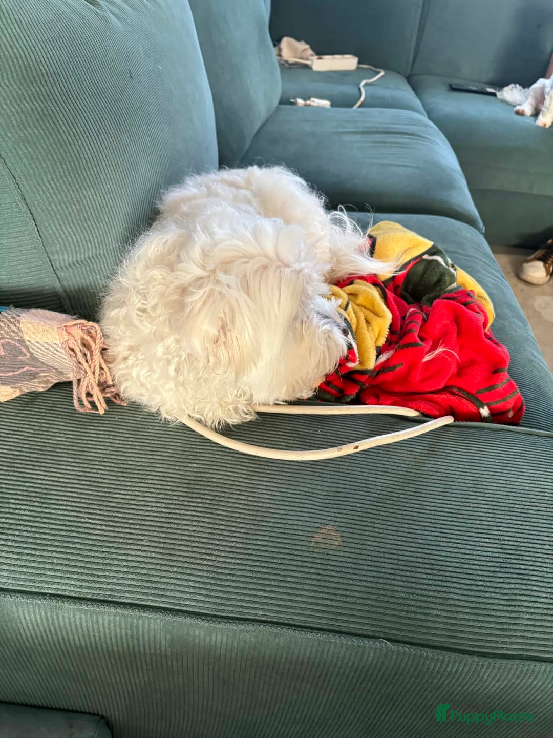 Maltezer honden te koop: Maltezer  - Advertentie 2